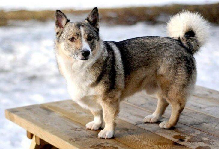 A Husky and Corgi Mix